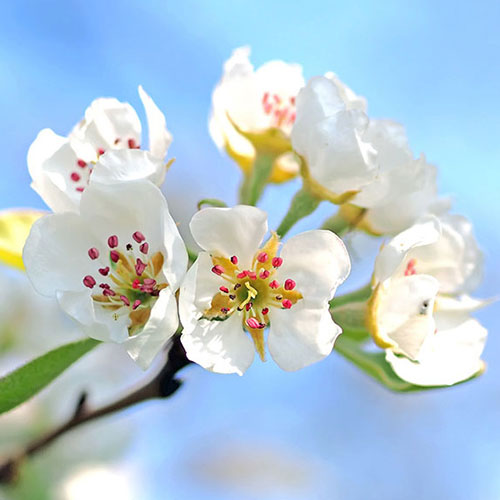 Apple blossoms