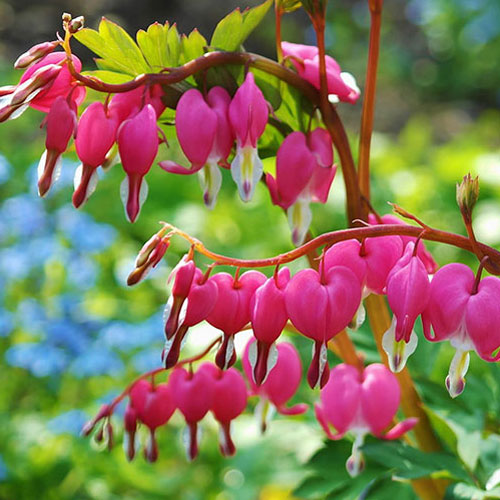 Bleeding hearts