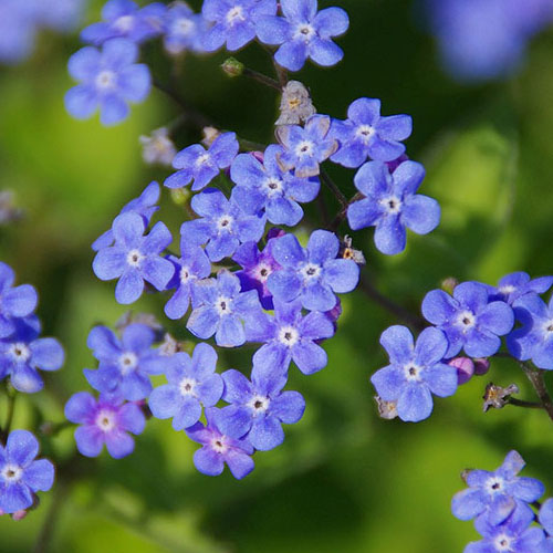 Blue flowers