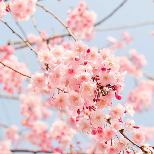 Cherry blossoms