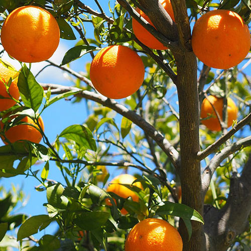 Orange tree