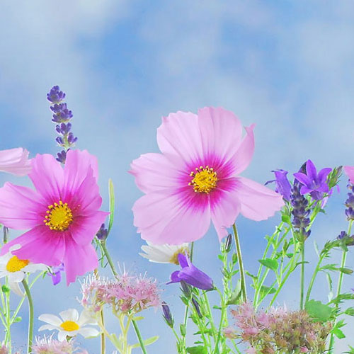 Pink and purple flowers