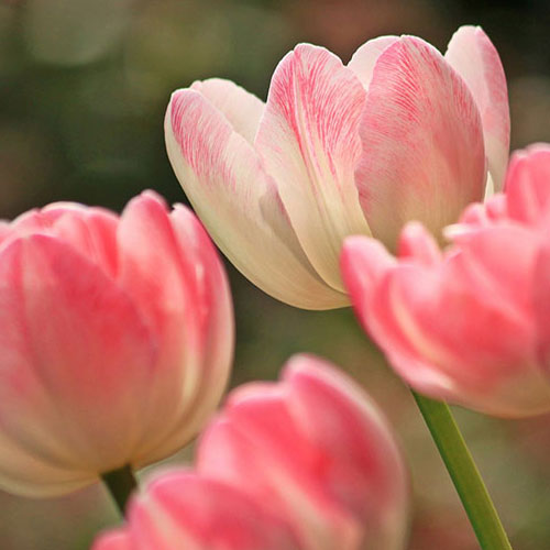 Pink tulips