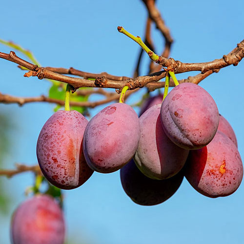 Plum tree