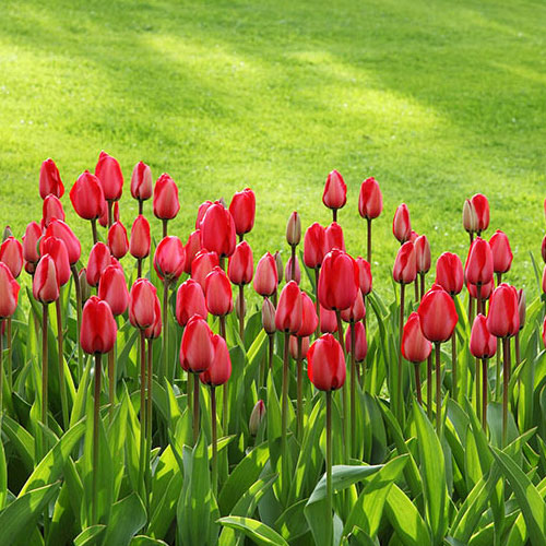 Red tulips