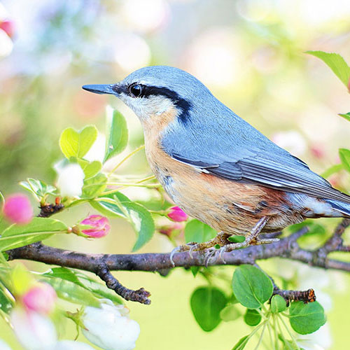 Spring bird